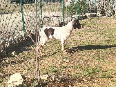 Les chiots de Braque français, type Pyrenees (petite taille)