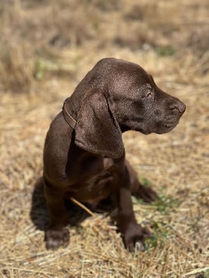 Les chiots de Braque allemand à poil court