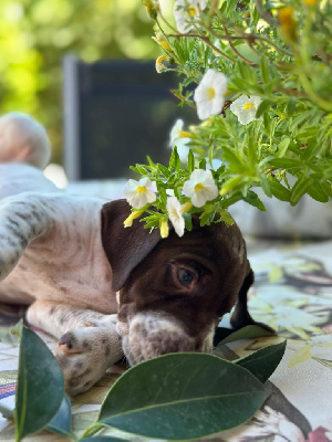 chiot 2 - Braque français, type Pyrenees (petite taille)