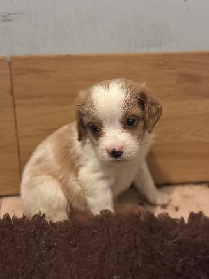 Les chiots de Epagneul Breton