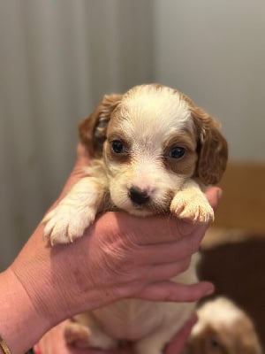 Les chiots de Epagneul Breton