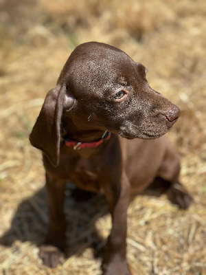 Les chiots de Braque allemand à poil court