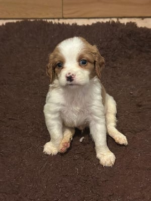 Les chiots de Epagneul Breton