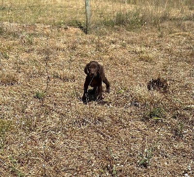 Les chiots de Braque allemand à poil court