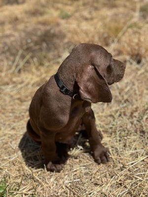 Les chiots de Braque allemand à poil court