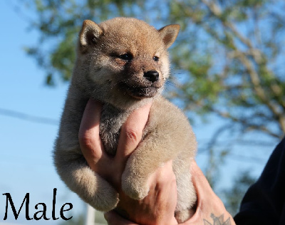 Les chiots de Shiba