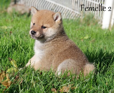 Les chiots de Shiba