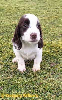 Les chiots de English Springer Spaniel