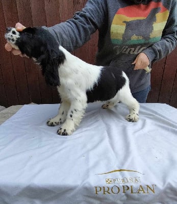 Les chiots de Cocker Spaniel Anglais