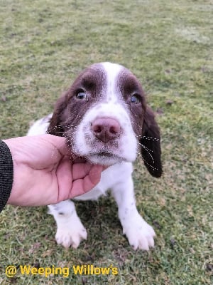 Les chiots de English Springer Spaniel