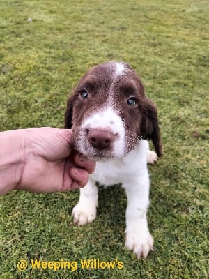 Les chiots de English Springer Spaniel