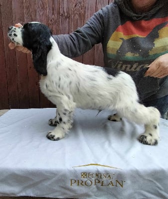 Les chiots de Cocker Spaniel Anglais