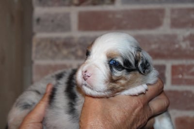 Les chiots de Berger Australien