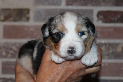 Les chiots de Berger Australien