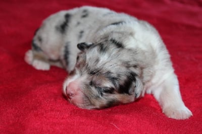 Les chiots de Berger Australien