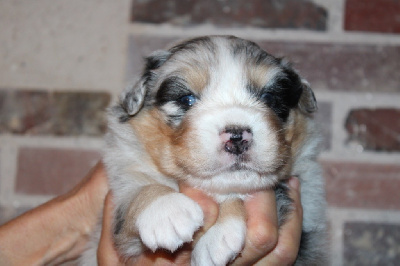 Les chiots de Berger Australien