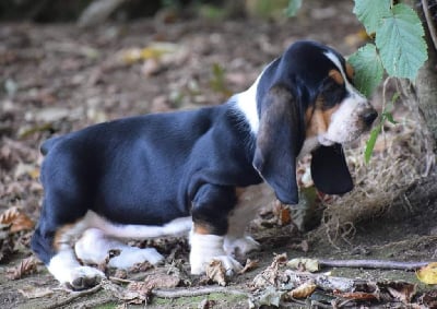 Les chiots de Basset Hound