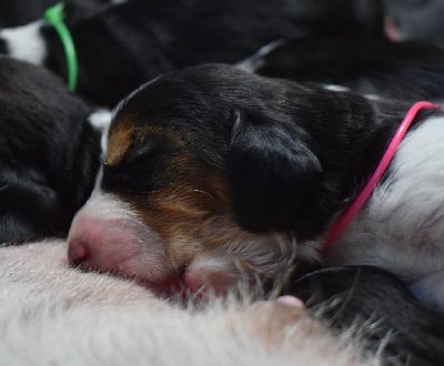 Les chiots de Basset Hound