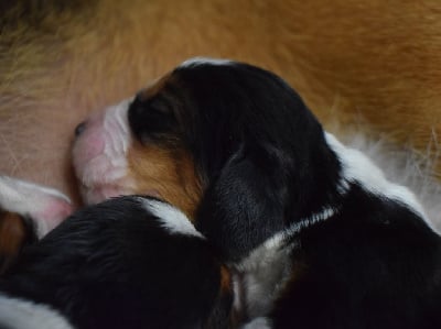 Les chiots de Basset Hound