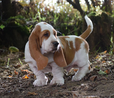 Les chiots de Basset Hound