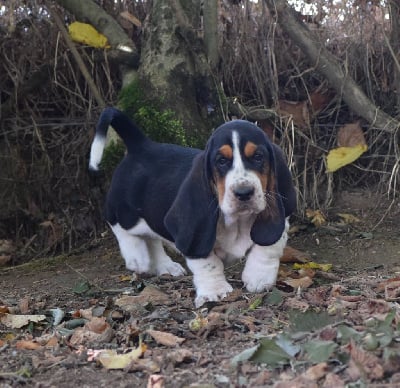 femelle tricolore collier blanc - Basset Hound