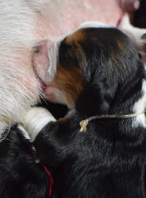 Les chiots de Basset Hound