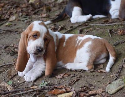 Les chiots de Basset Hound