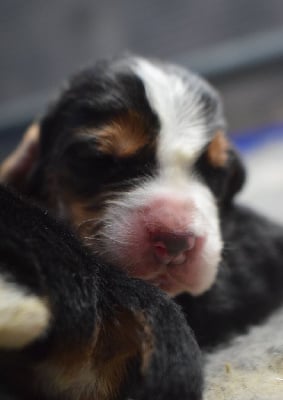 Les chiots de Basset Hound