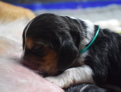 Les chiots de Basset Hound