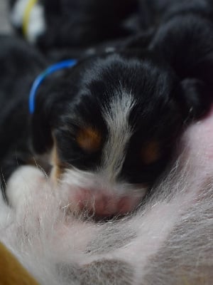 Les chiots de Basset Hound