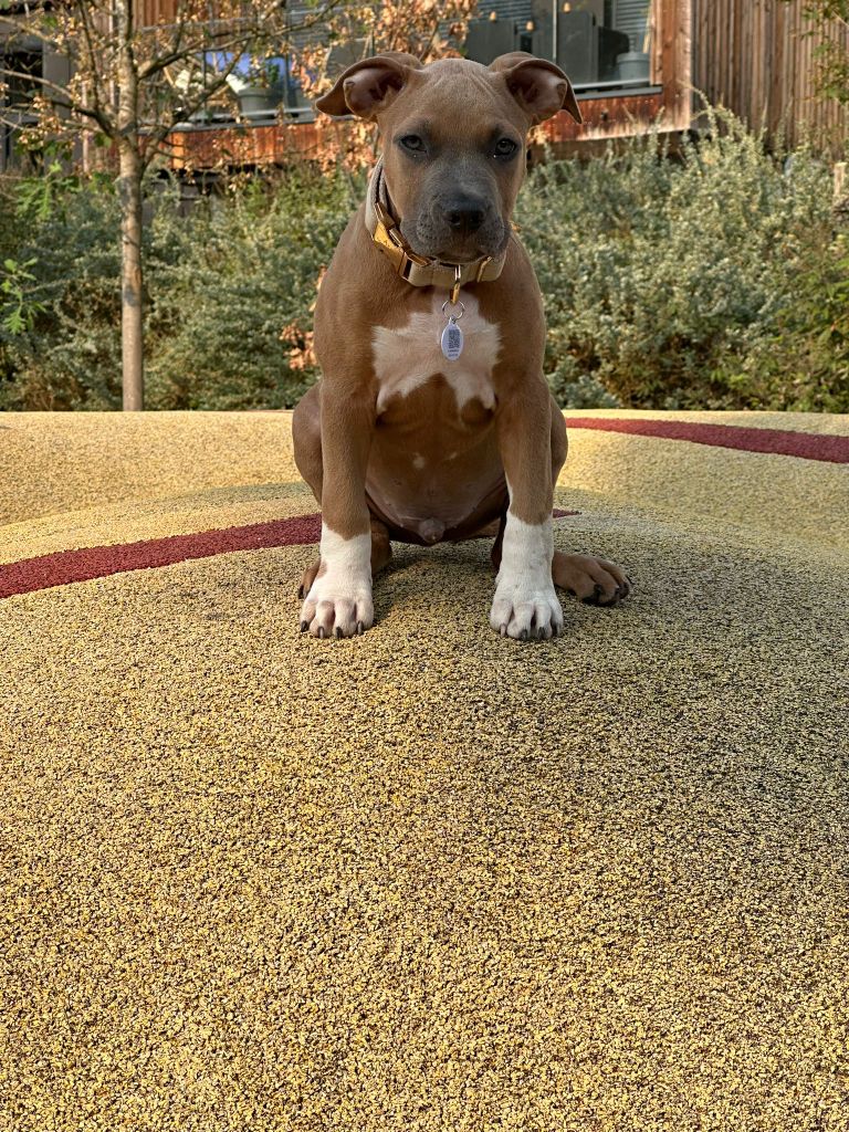 CHIOT MALE 4 BLUE FAWN - American Staffordshire Terrier