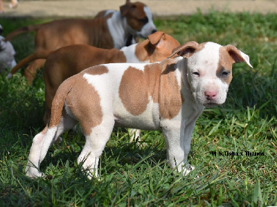 CHIOT MALE 6 BLUE FAWN - American Staffordshire Terrier