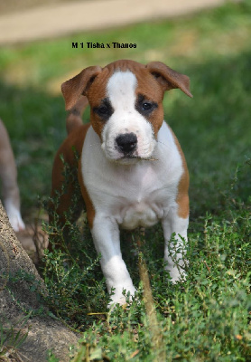 Les chiots de American Staffordshire Terrier