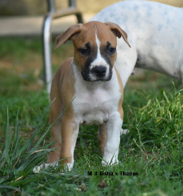 Les chiots de American Staffordshire Terrier