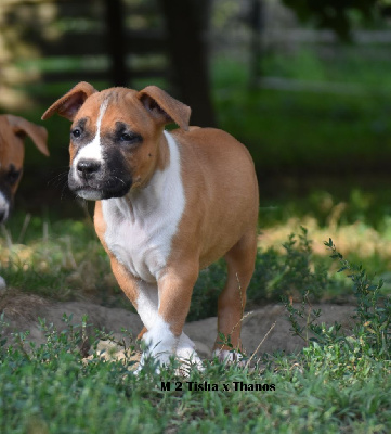 Les chiots de American Staffordshire Terrier