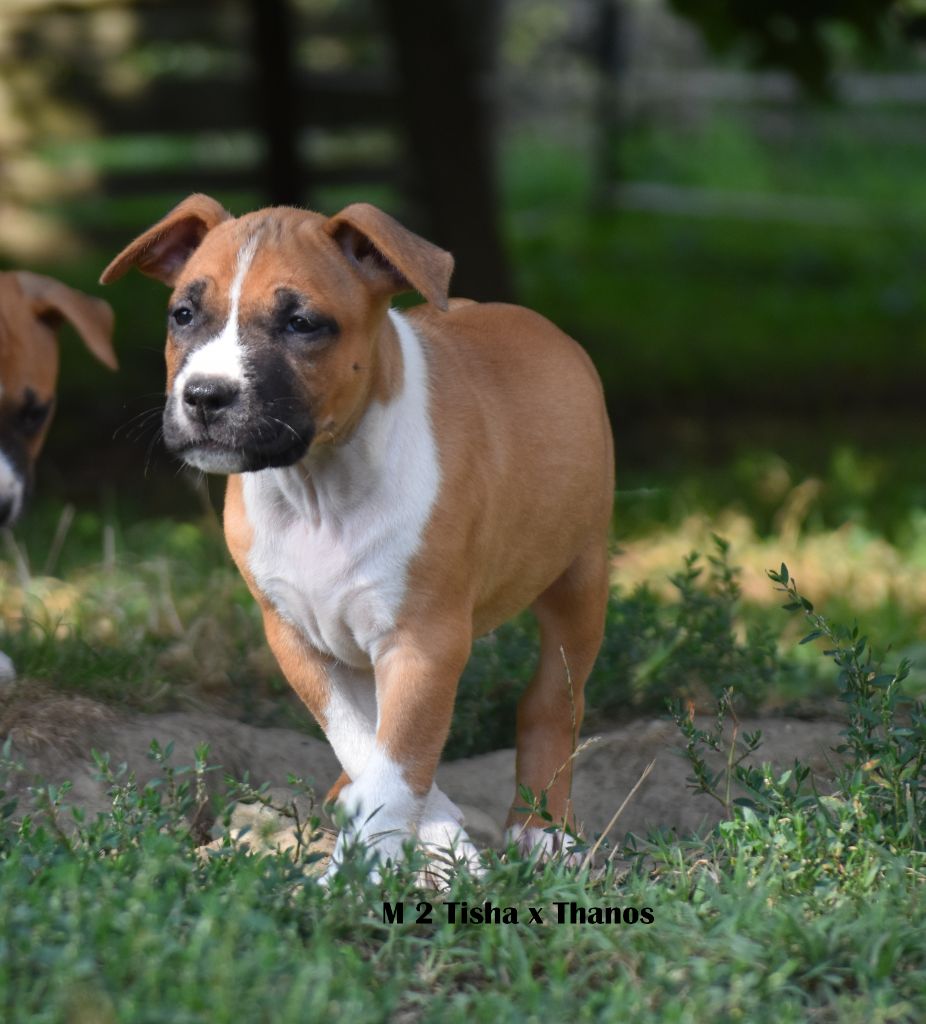 CHIOT MALE 2 - American Staffordshire Terrier