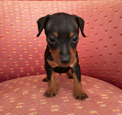 Les chiots de Pinscher nain