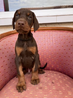 Les chiots de Dobermann