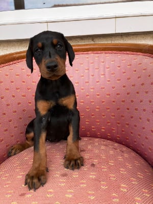 Les chiots de Dobermann