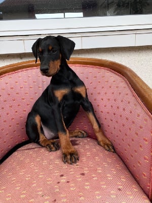 Les chiots de Dobermann