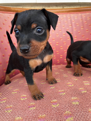 Les chiots de Pinscher nain