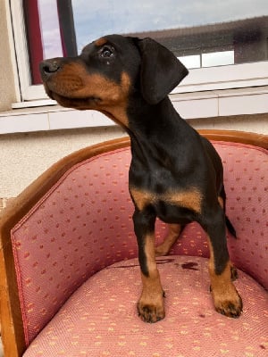 Les chiots de Dobermann