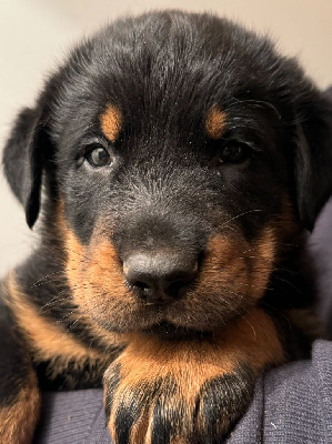 Les chiots de Berger de Beauce