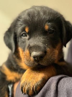 Les chiots de Berger de Beauce