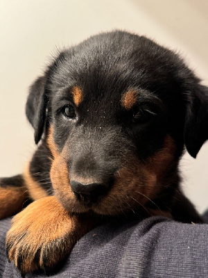 Les chiots de Berger de Beauce