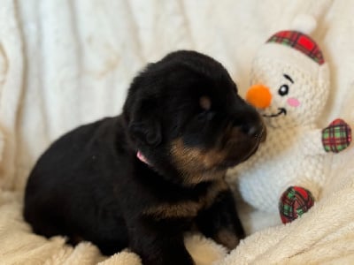 Les chiots de Berger de Beauce