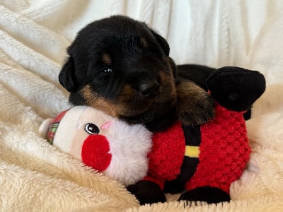 Les chiots de Berger de Beauce