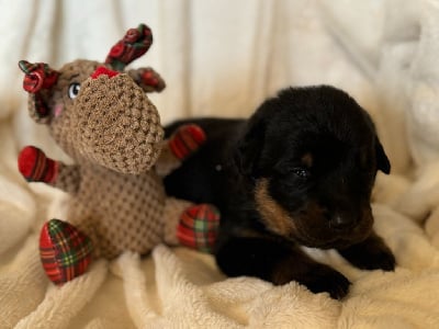 Les chiots de Berger de Beauce