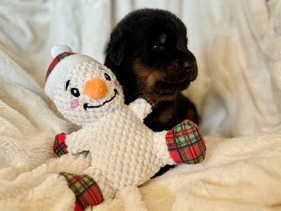 Les chiots de Berger de Beauce