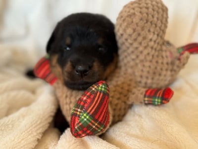 Les chiots de Berger de Beauce